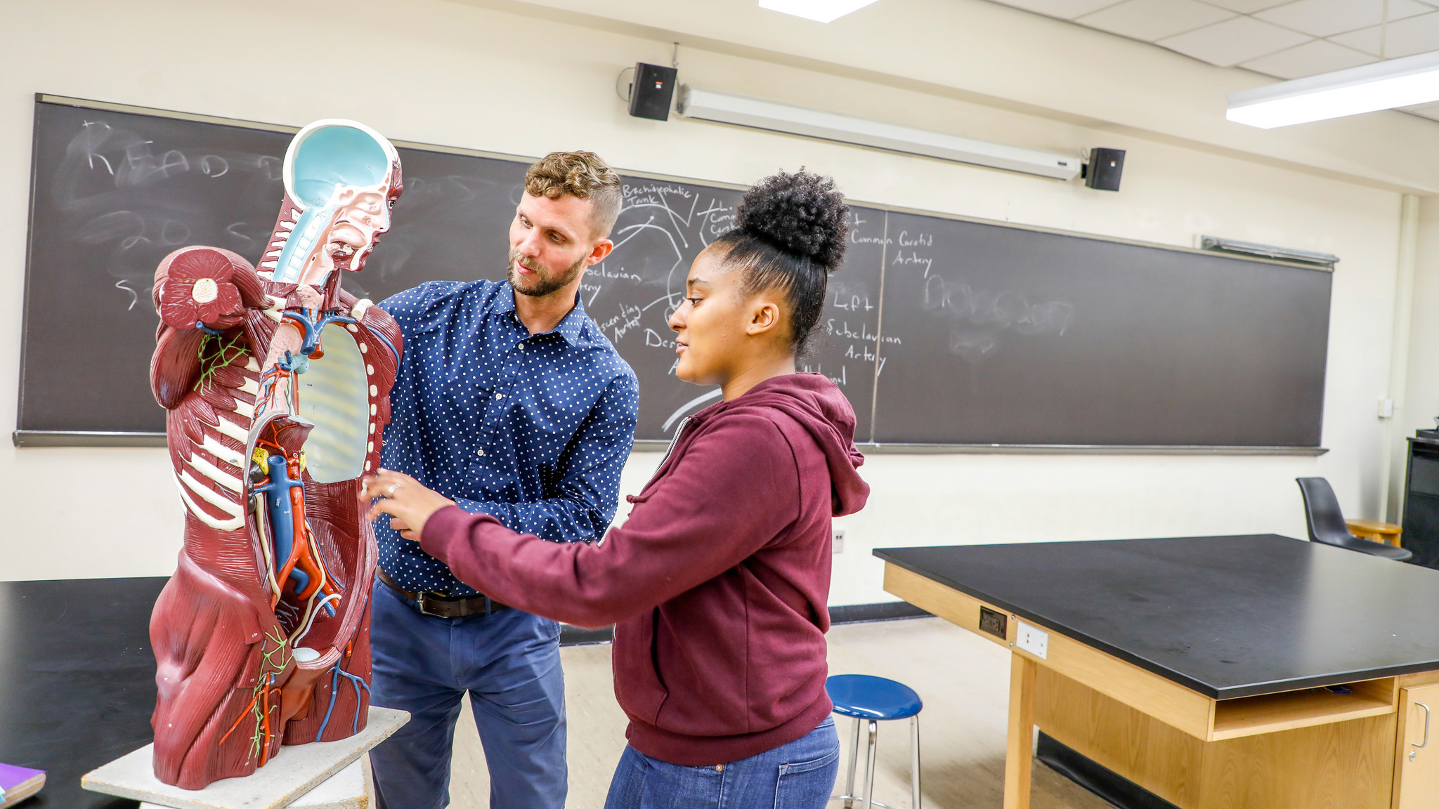 Student and professor reviewing human anatomy model